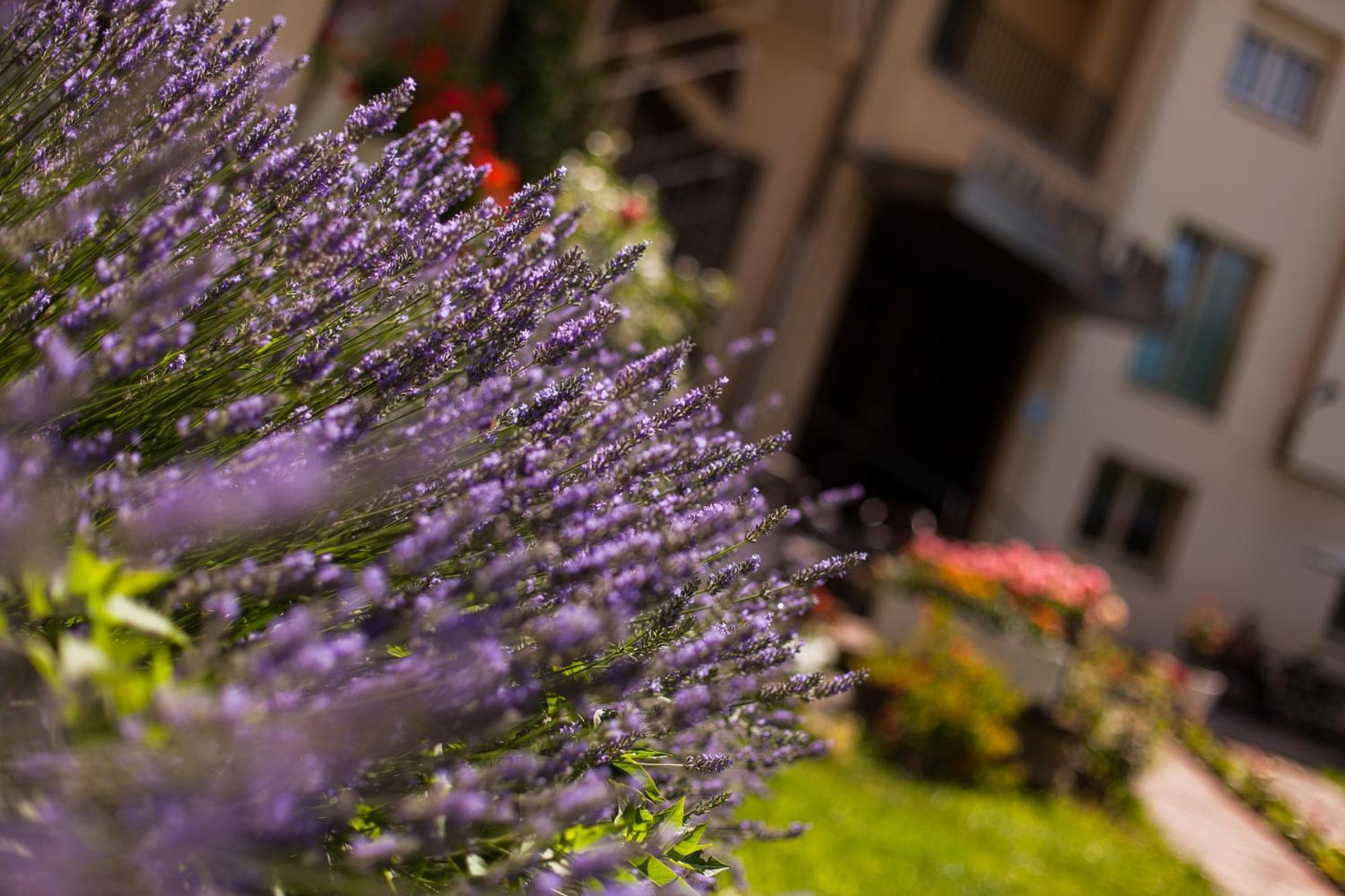 Hotel Catalunya Park Рибес-де-Фресер Экстерьер фото